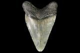 Juvenile Megalodon Tooth - Georgia #115615-1
